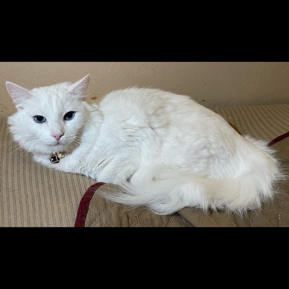 Meet your Posher, Shari - Picture 3 of 4